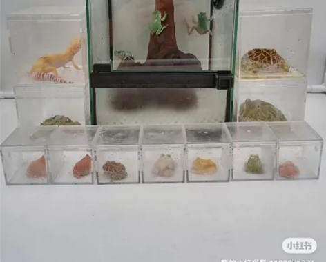 树蛙，角蛙。 感兴趣的话点“我想要”和我私...