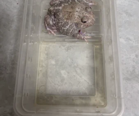成体一年半双基因变异公，有母蛙到家即可繁殖...