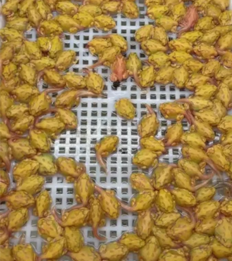 角蛙黄金绿角数量充足 感兴趣的话点“我想要...