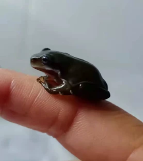 蓝眼树蛙 大量接批发 感兴趣的话点“我想要...