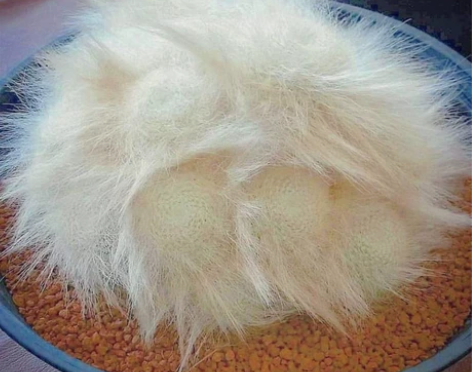 齐藤千穗恋物语9张90元， 芭蕾娃娃（另一...