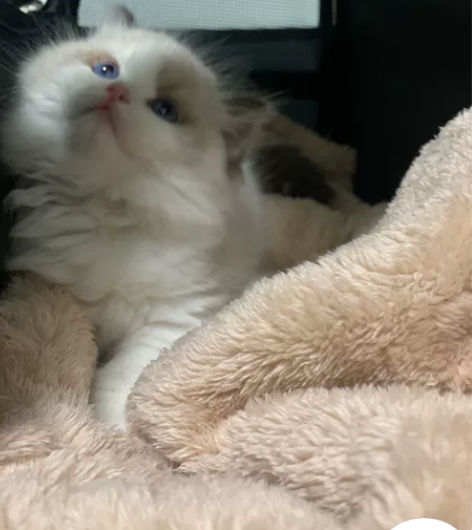 春节上门喂猫铲猫屎换水！22块钱，路费私聊...