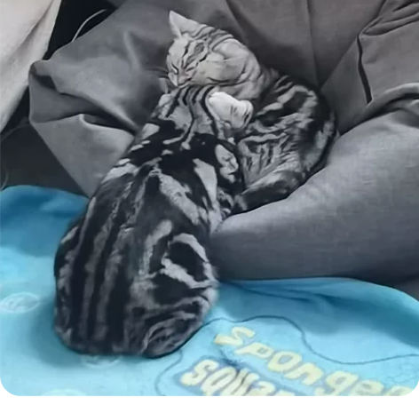 远程软件安装，系统重装，解决卡机，安装声卡...