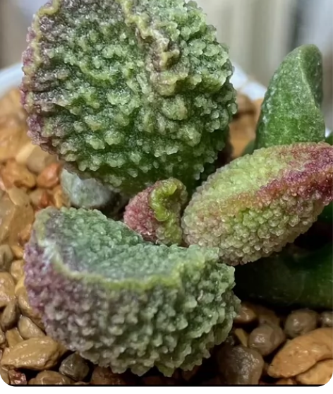 【墨情】10许墨初始/悖论之境帷幕缄默慕恋...