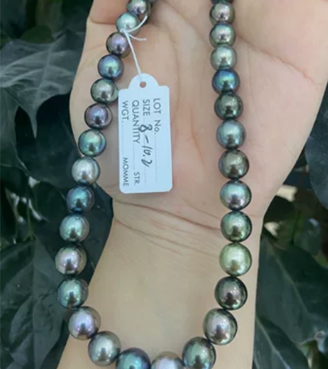 南太平洋的小岛 珍珠项链  当镜子照的珠光...
