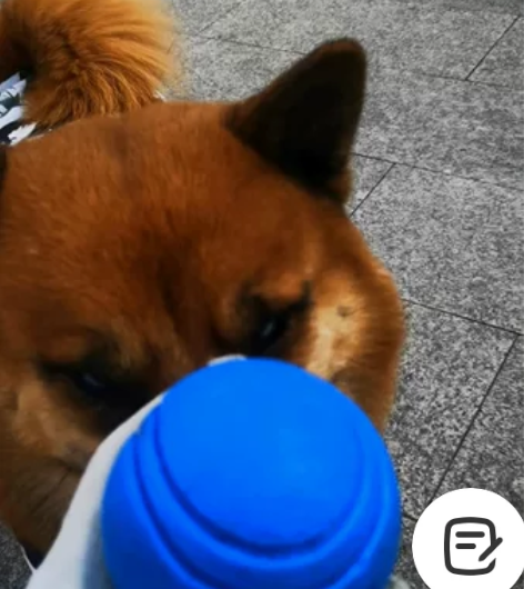 弹力球狗狗玩具球#猫狗玩具 #狗狗玩具 p...