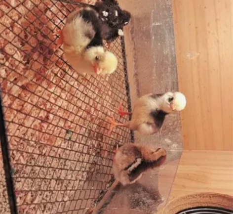 帽子鸡，塞拉玛，白桂，元宝，波兰，白油，森...