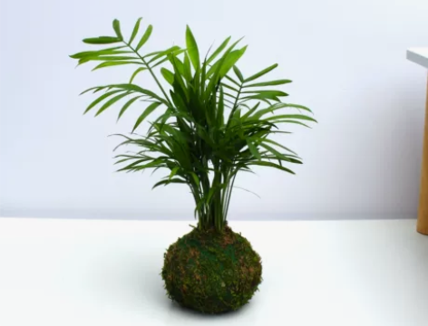 室内小盆栽植物苔藓球书桌办公室内茶桌面懒人...