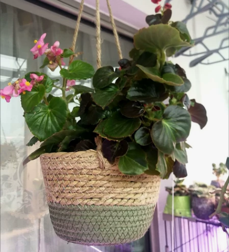 【田园风】藤编编织草编吊篮垂吊花盆绿植种植...