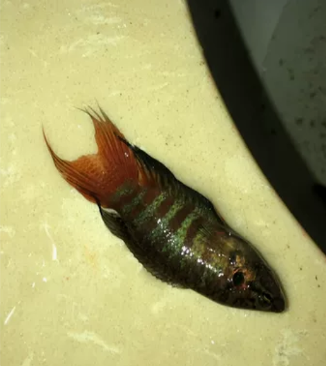 野生斗鱼，国斗，童年的鱼 感兴趣的话点“我...