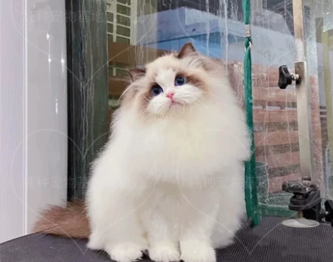 【上门喂养】南山区上门喂猫~铲屎 临时出差...