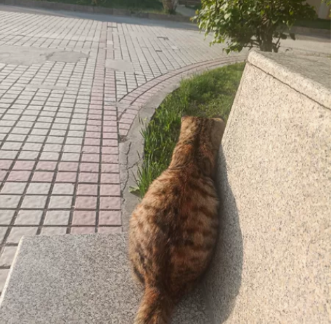 java收徒学习，零基础到独立做项目。不需...