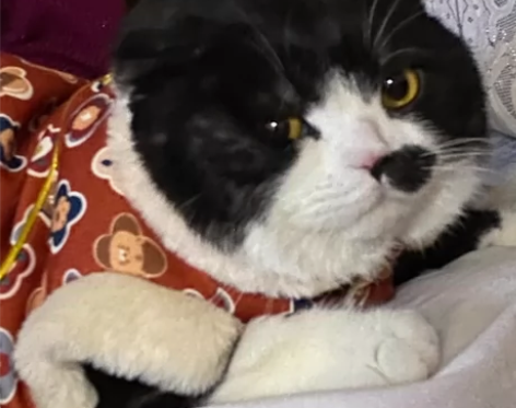 信用极好 92折收中石化油卡。到账立马确认...