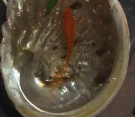 客户私人订制款,容器客户提供的,一共画了有...