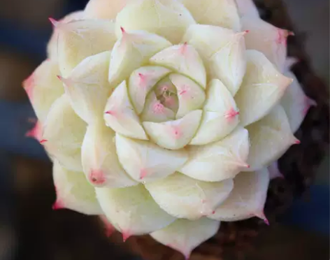 女王货生多肉植物糖心边线冰芯麦秆