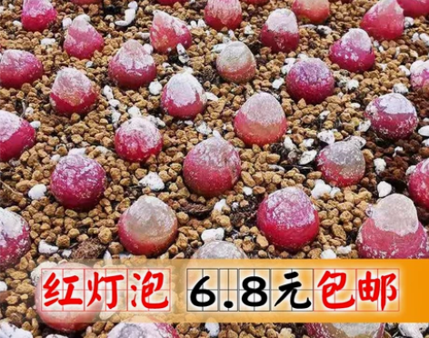 花龙园艺 灯泡 肉锥 多肉 基地直供 多