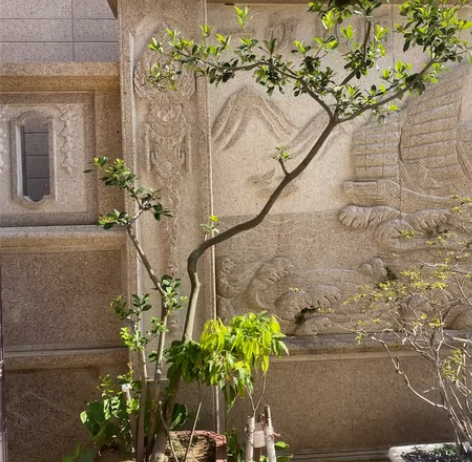 海岛栀子花侧飘枝，带盆栽，感兴趣的话点“我...