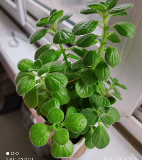 自家养的碰碰香一盆，一碰叶子就飘香味，非常...