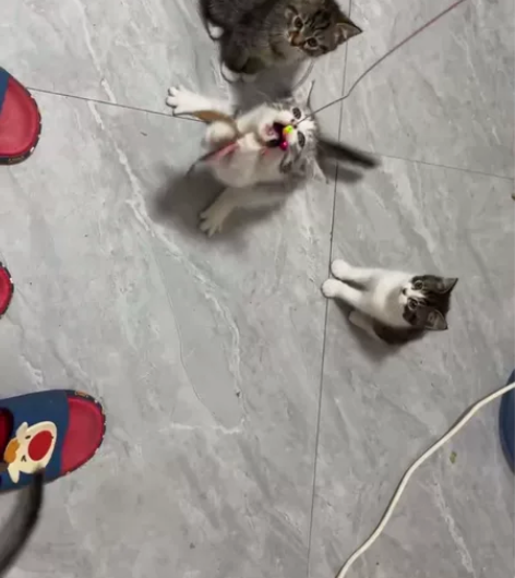 自家毛孩子生的，还剩下四只需要的抓紧dd了...