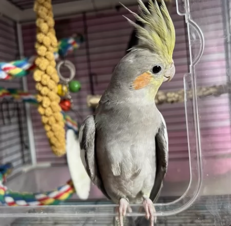 玄凤手养，原始灰公，验卡了。0天养大的，非...