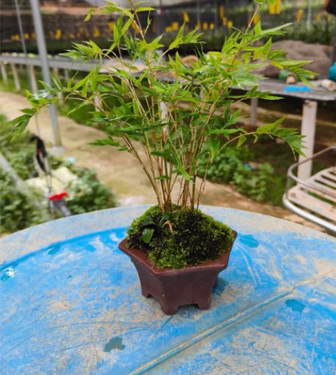 特价日本珍品竹：金明竹！！竹子盆栽盆景，室...