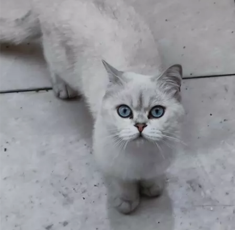 院子里放养的银点弟弟，一岁左右，疫苗均打，...