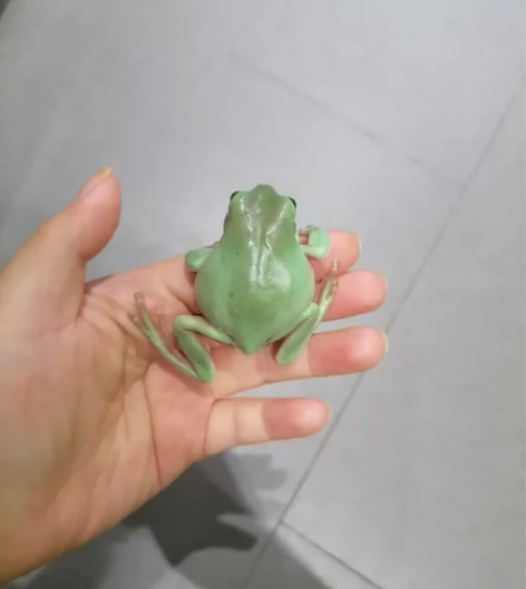家养绿姥爷，5-6cm.开食稳定无瑕疵，家...