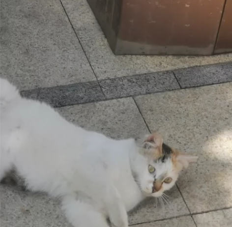 提前出一点新世界狂欢的买多了但同人谷（待更...