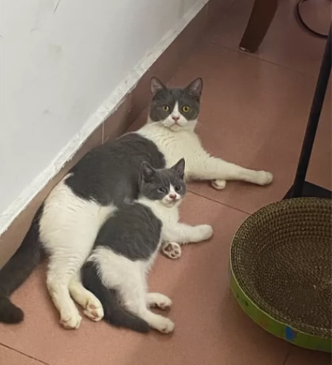 三轮车 二手三轮车 快递三轮车闲置转让 一...